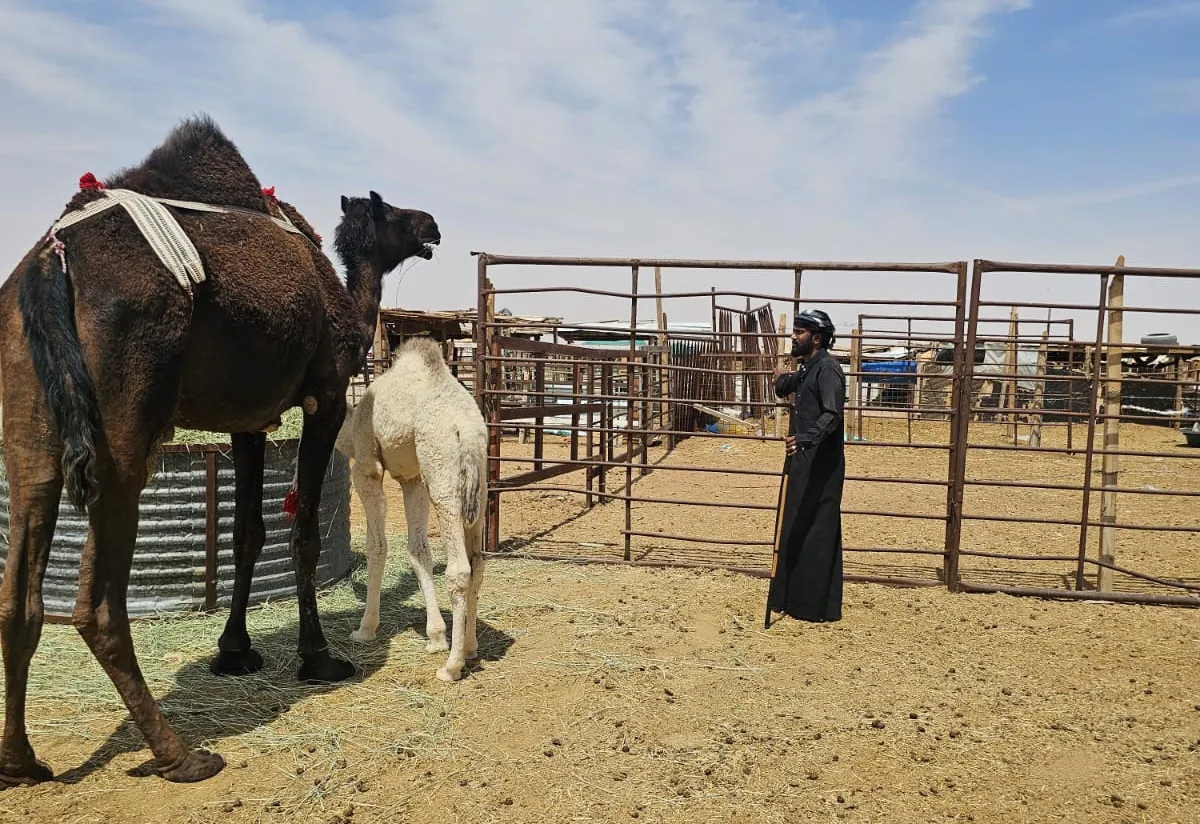 camel-3