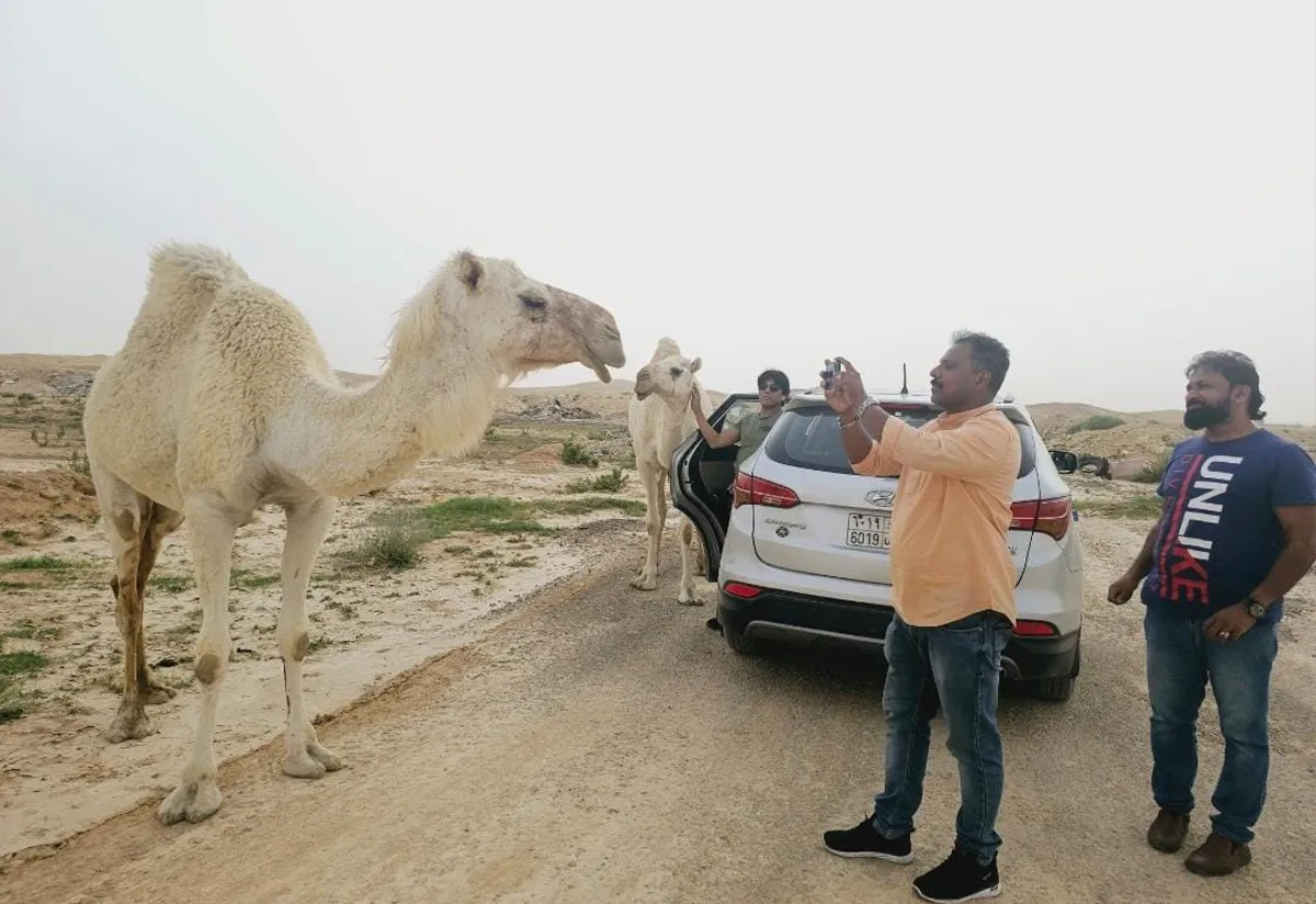 camel-4