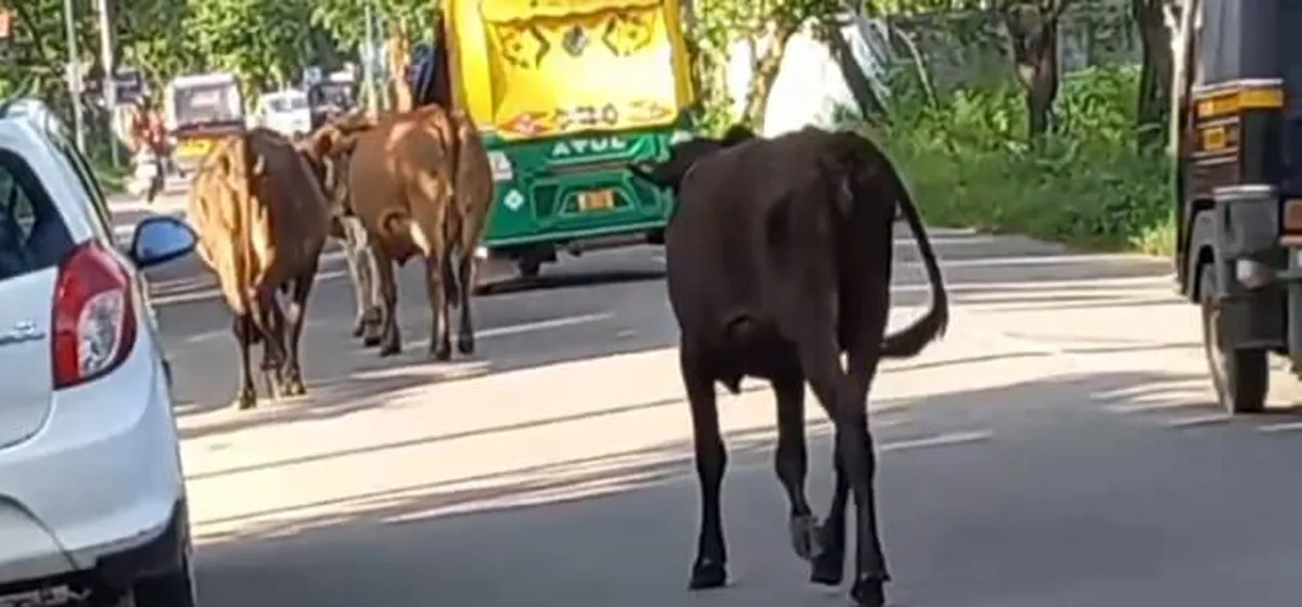 cows on road-2