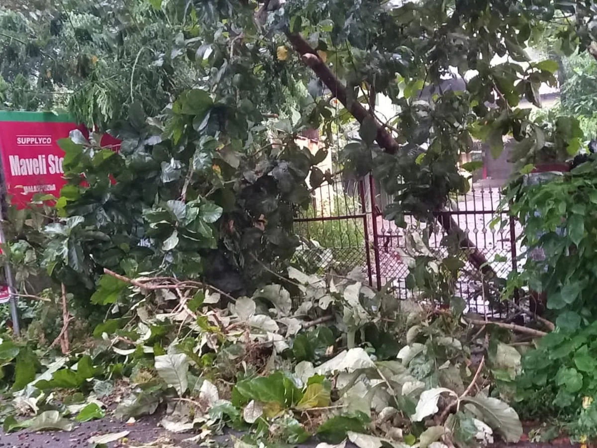tree branches fallen on electricity line