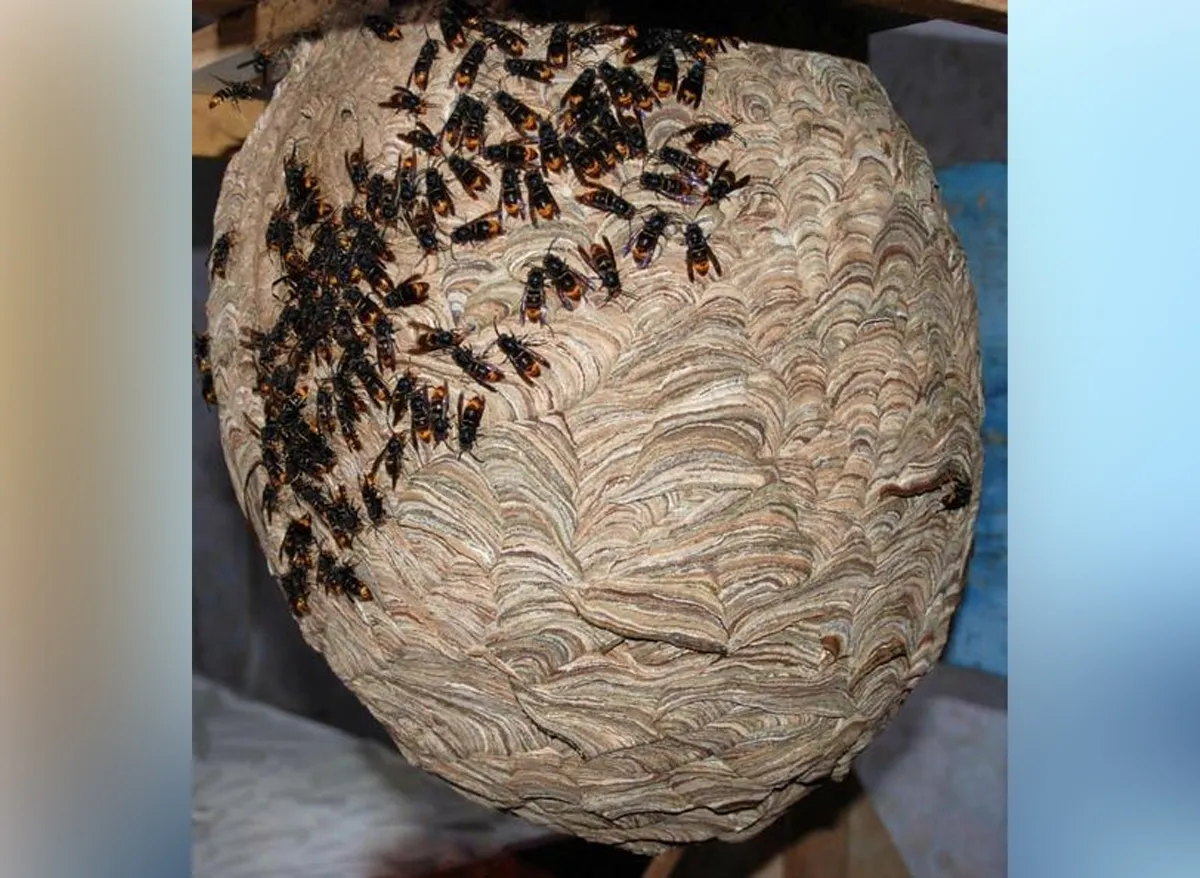 wild bee nest