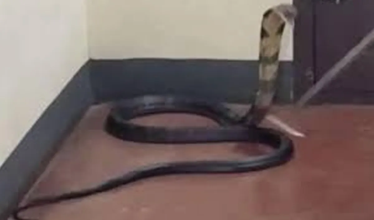 king cobra at home