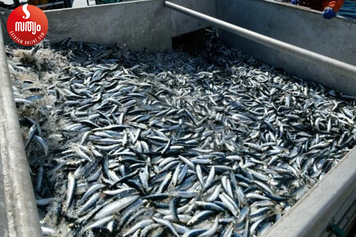 sardine fish