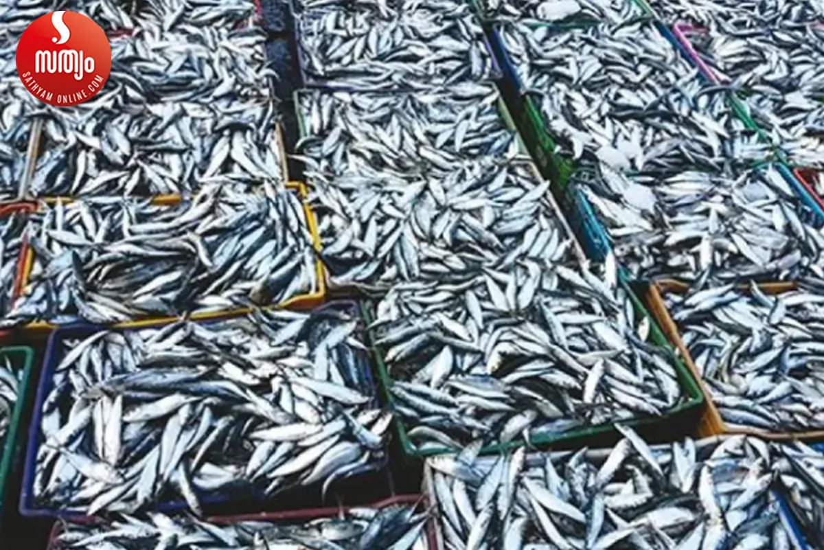sardine fish-2