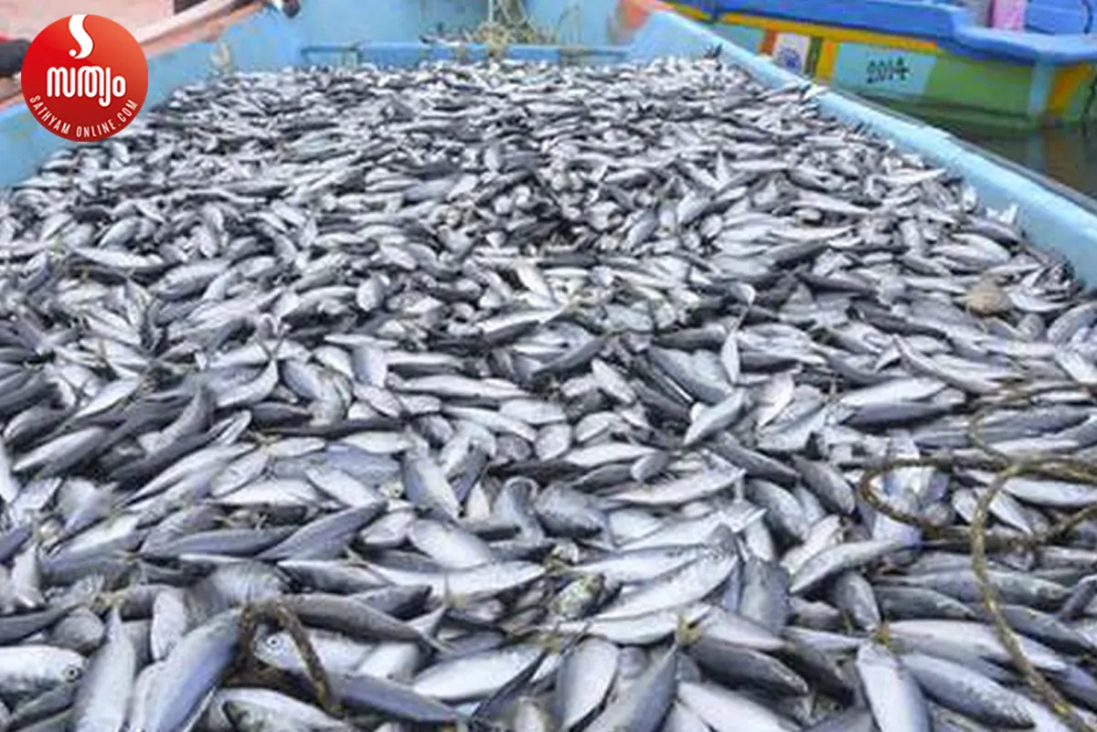 sardine fish-3