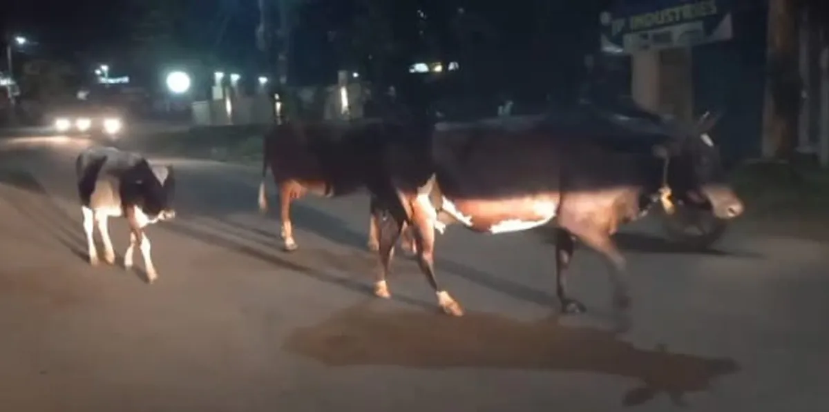 cows on road-4