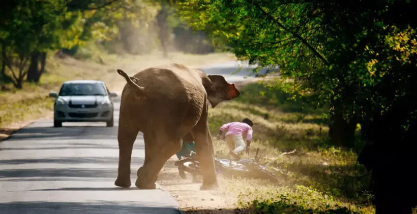 elephant attack2