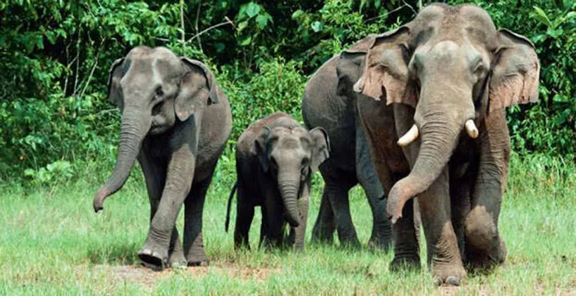 elephant12