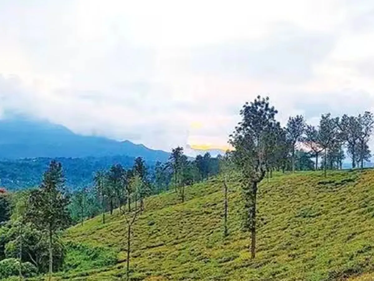 proposed estate for wayanad home project