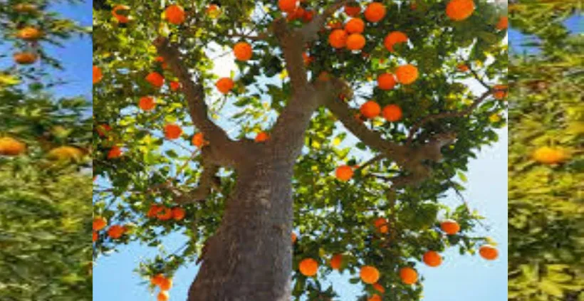 saudi orange her