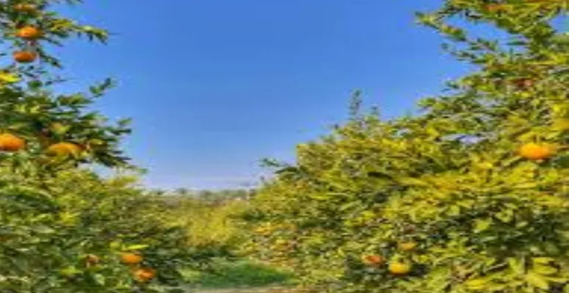 orange saudi