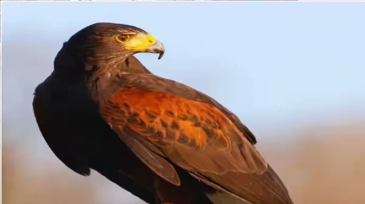 eagleUntitledmuk