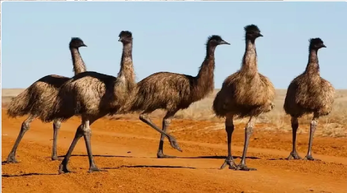 emuUntitledmuk