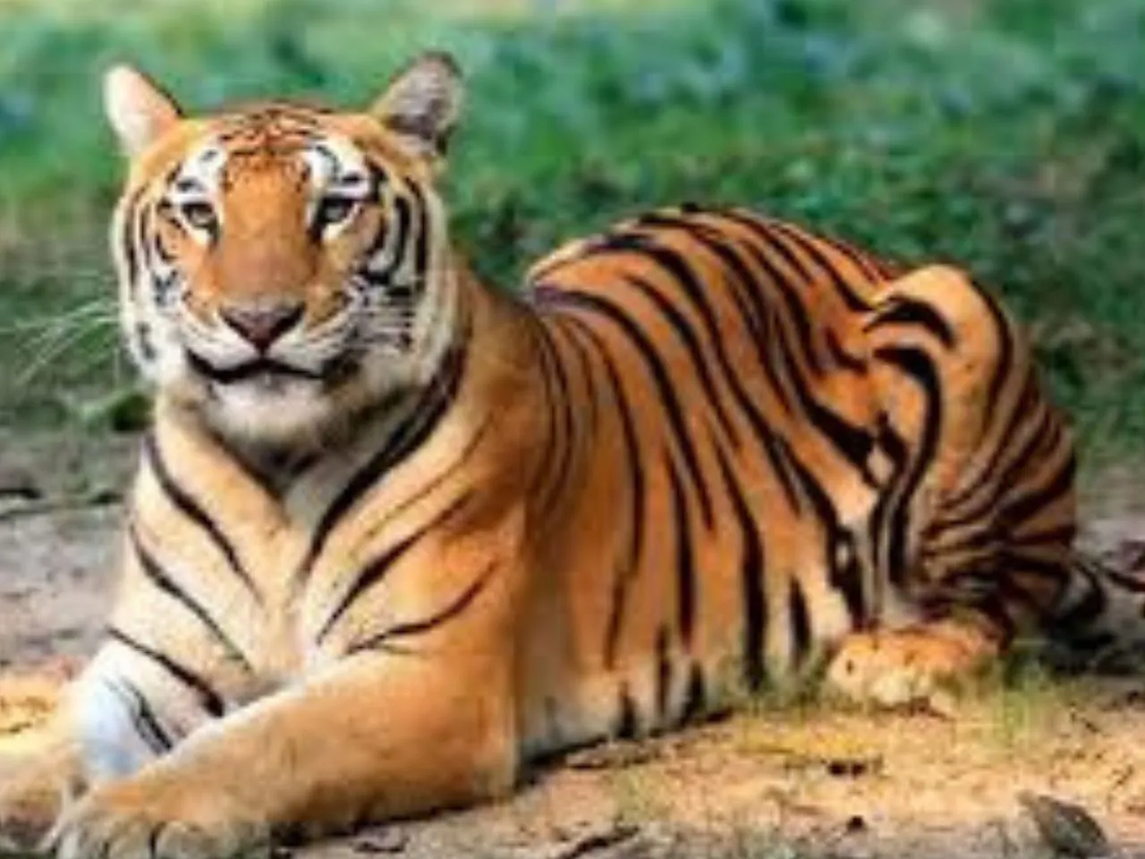  tiger2