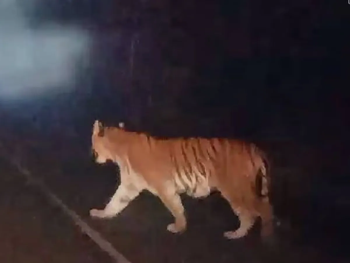 tiger on the road