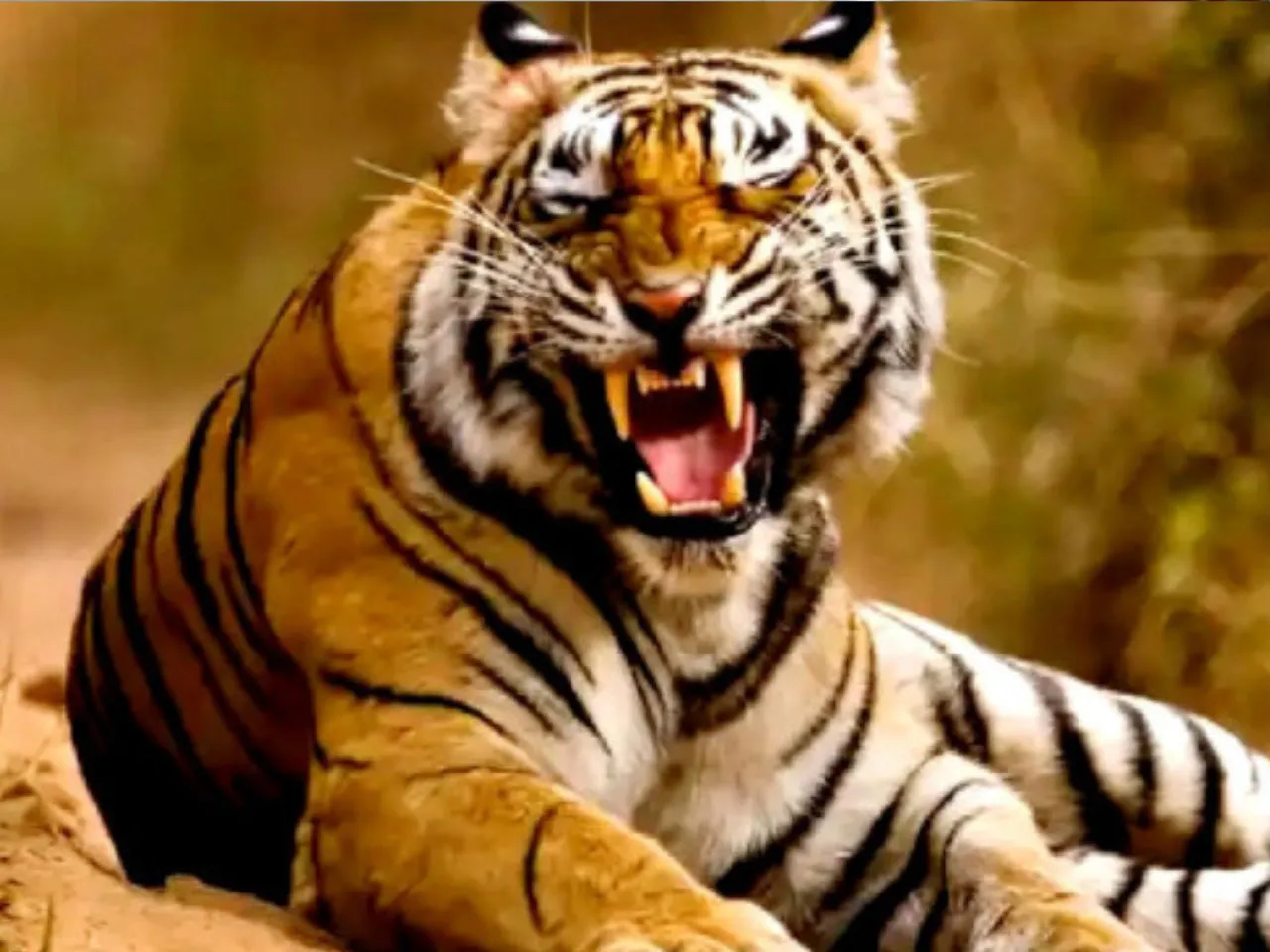 TIGER WAYANAD1