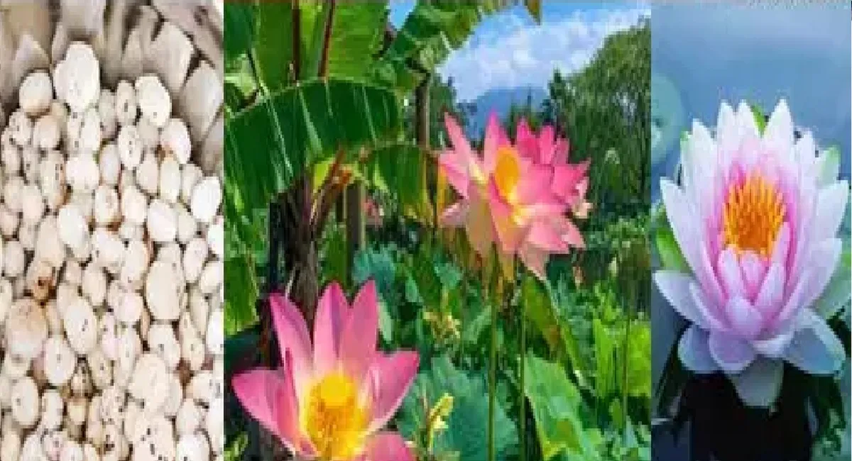 makkana Untitledottwz
