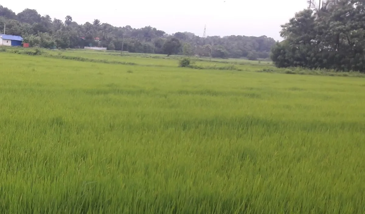 elapplly paddy