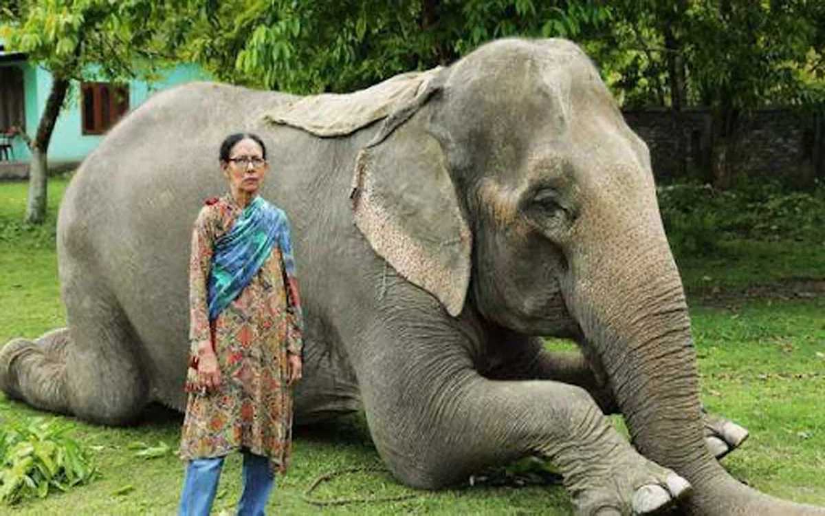 ELEPHANT HELDER12