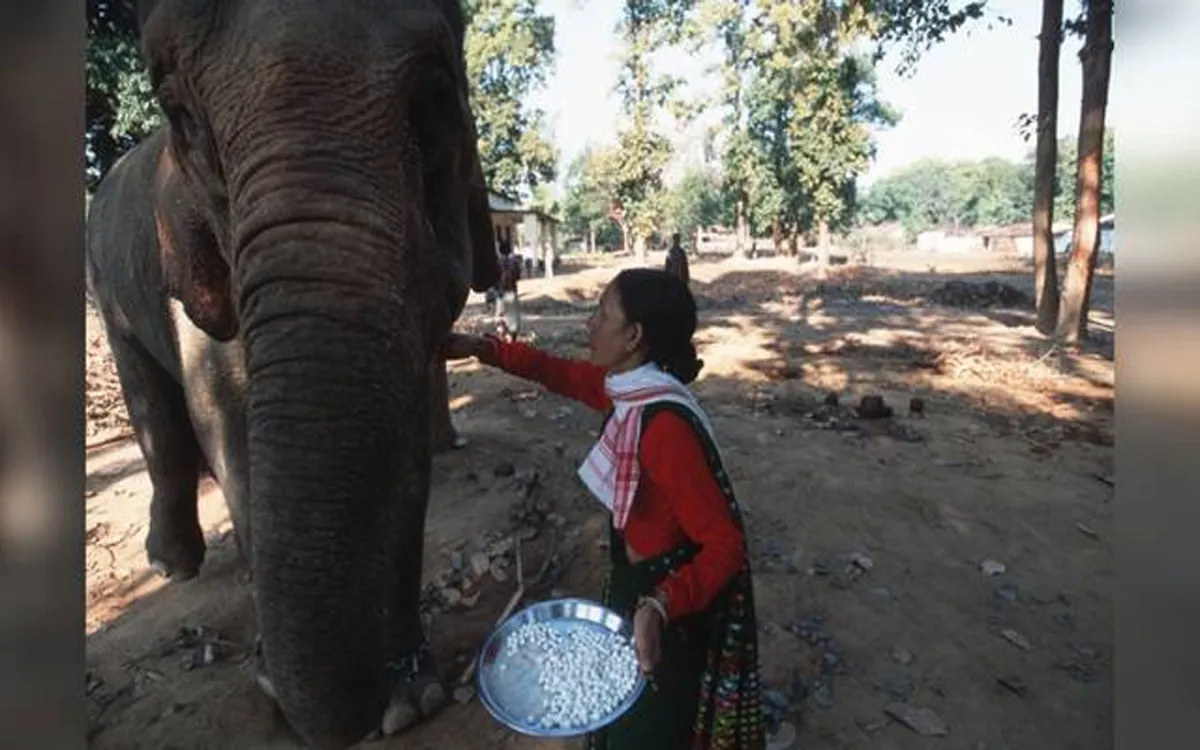 ELEPHANT HELDER13