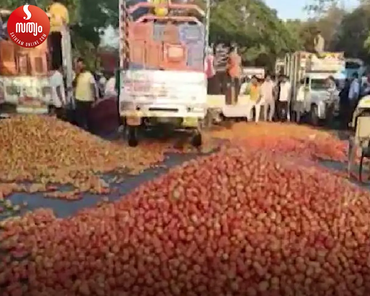 tomato farmers in madhyapradesh-2