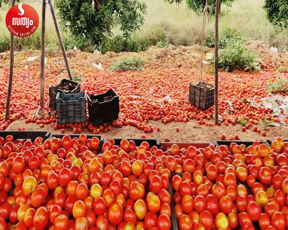 tomato farmers in madhyapradesh-3