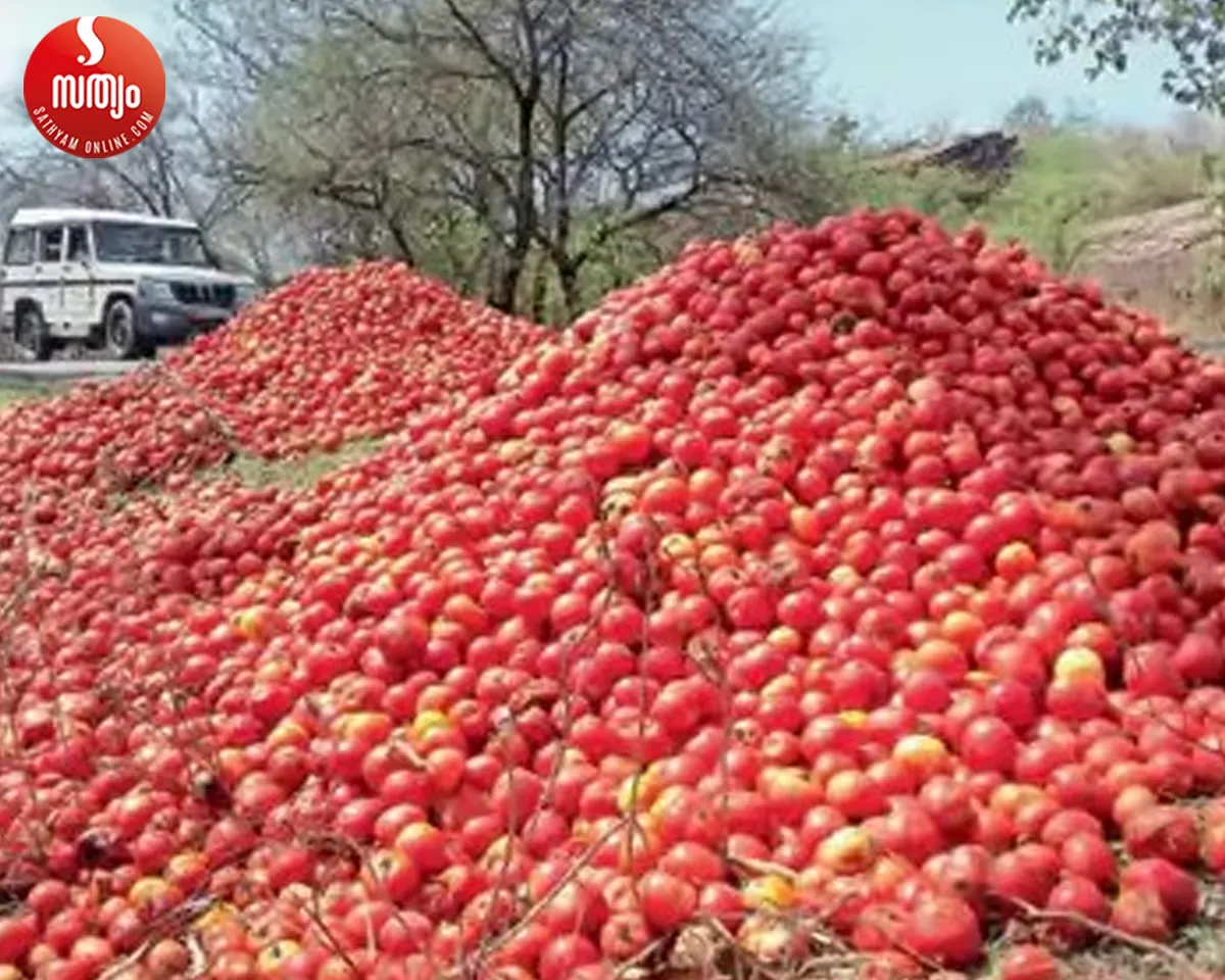 tomato farmers in madhyapradesh