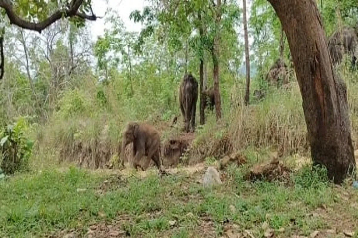 elephant aaralam