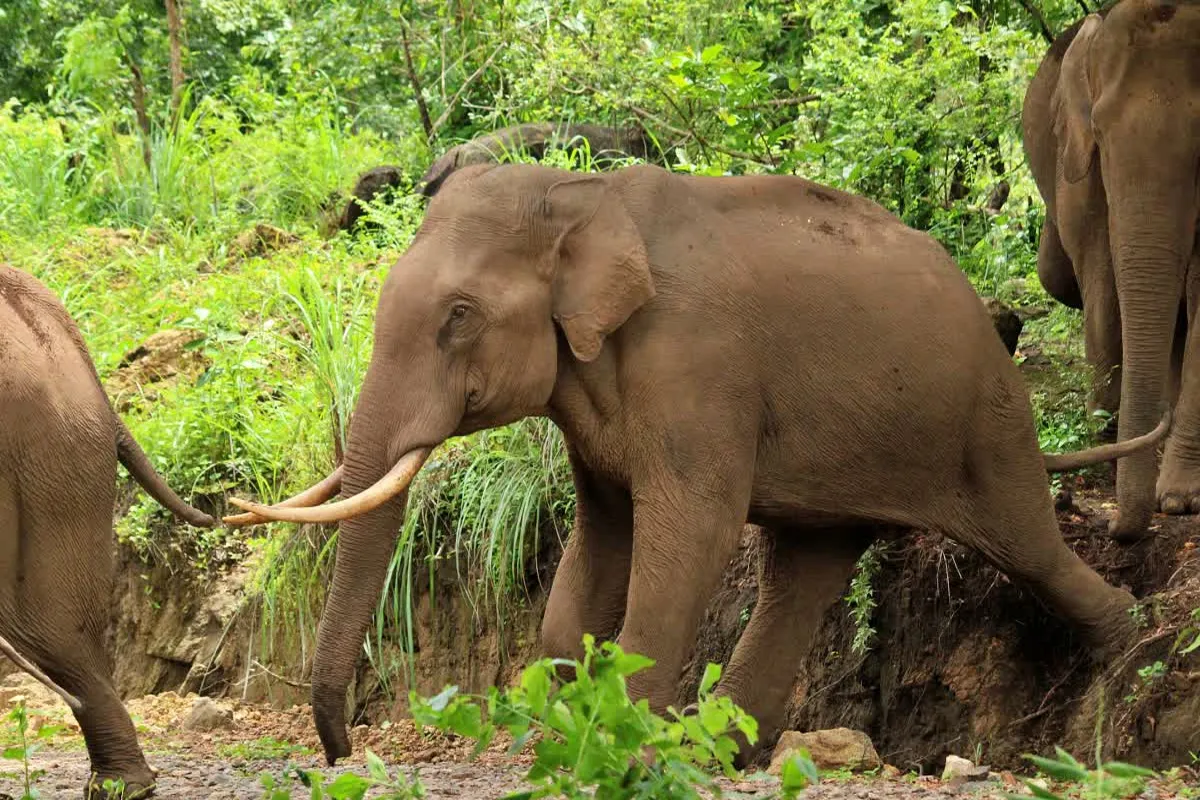elephant aaralam25