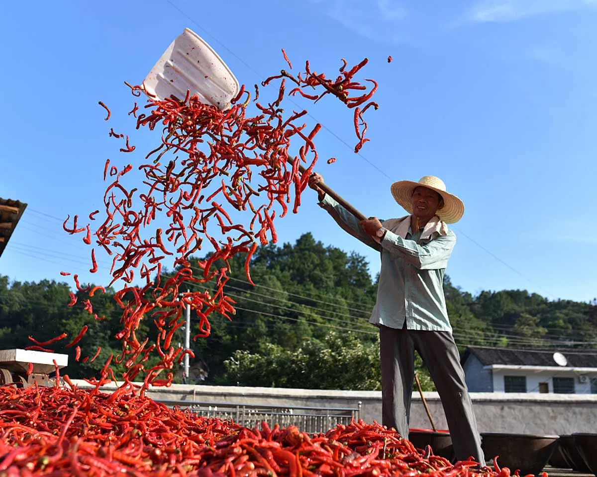 red chilli processing-4