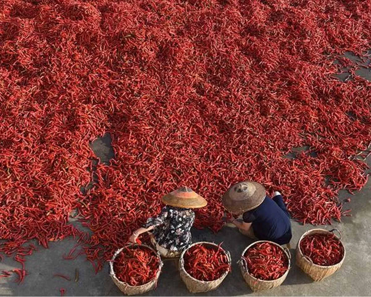 red chilli processing-2