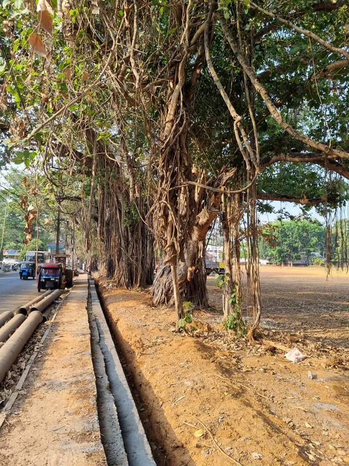 perumbavoor tree3