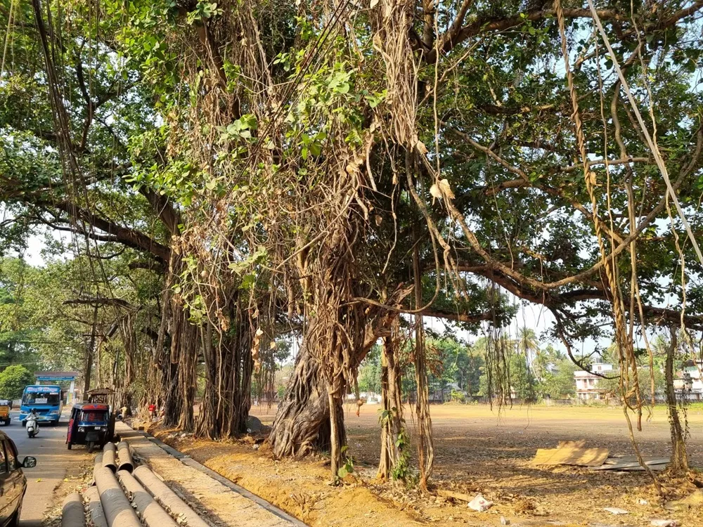 perumbavoor tree2