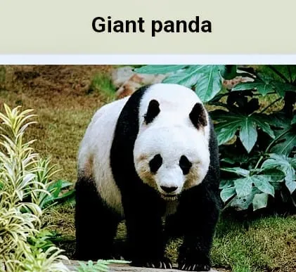 panda Untitled31.jpg