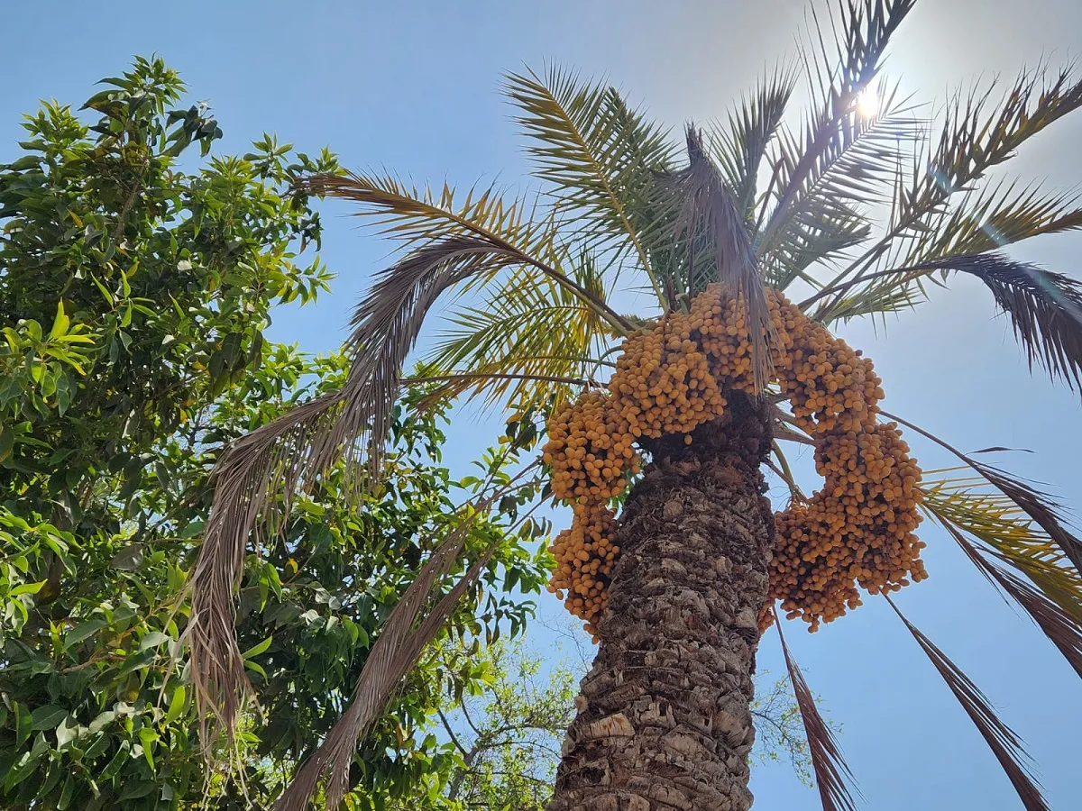 date ntitledpra