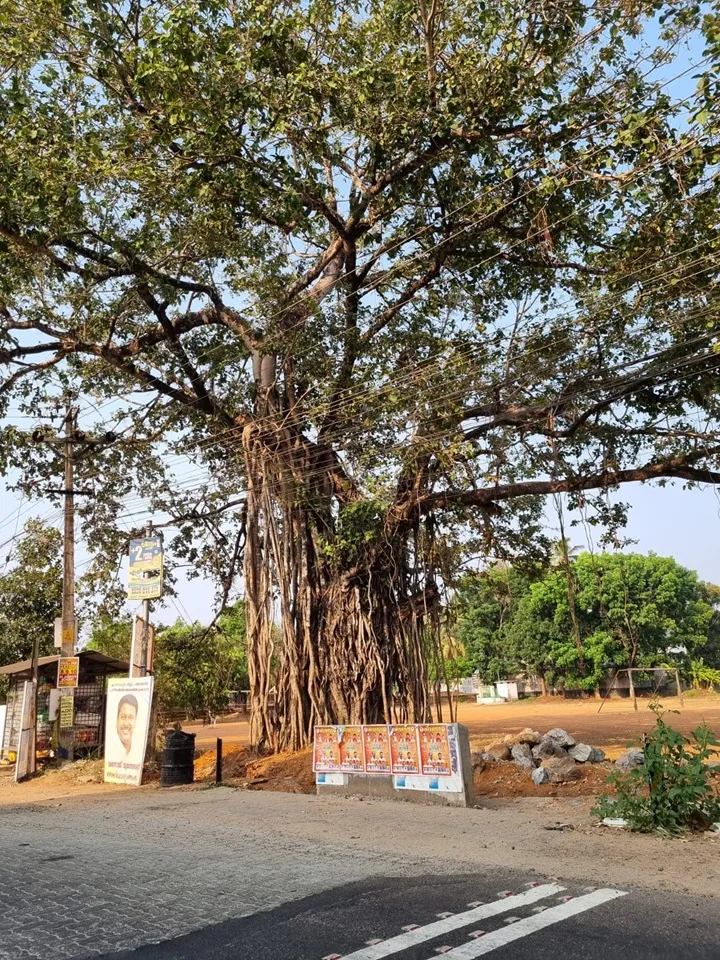 perumbavoor tree4