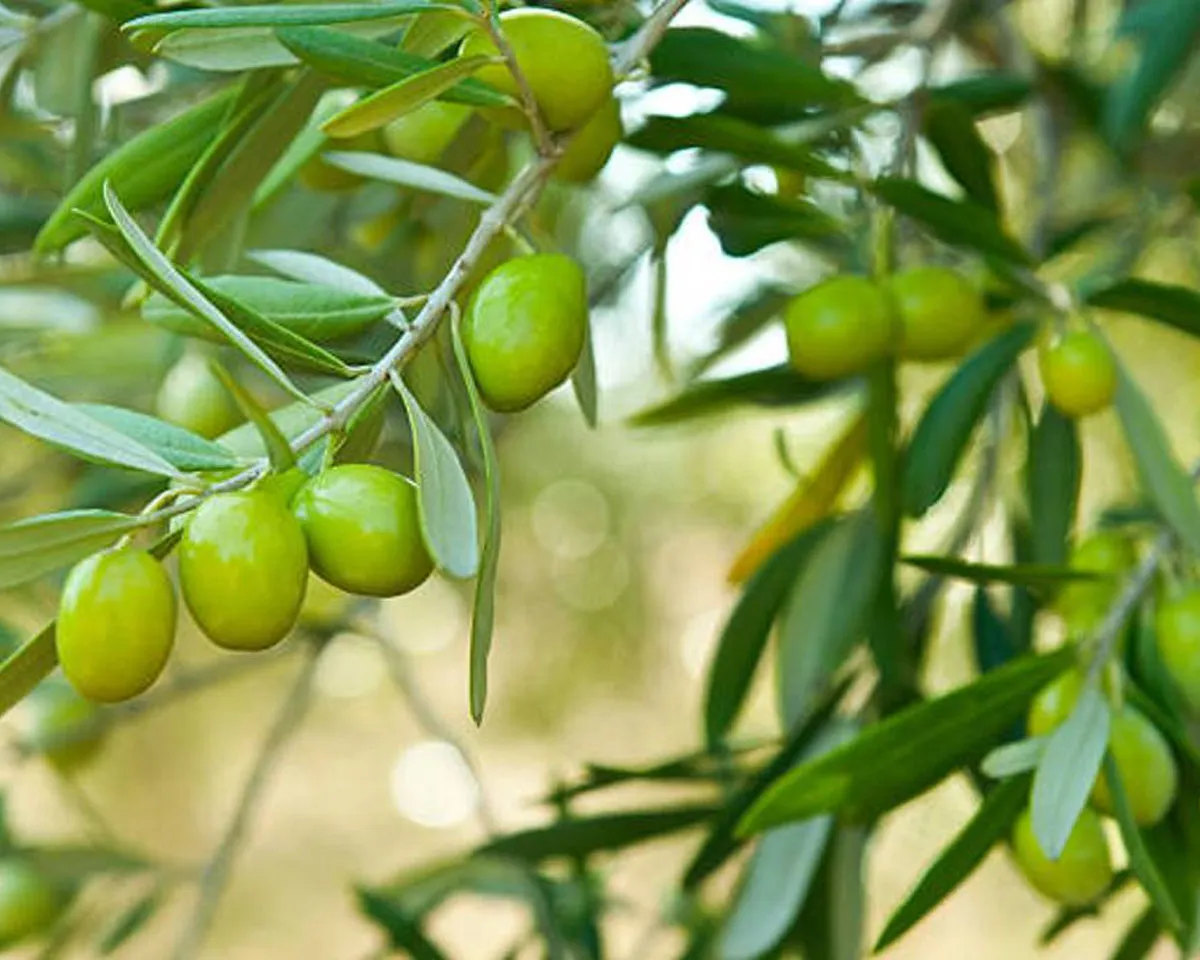olive seads-8