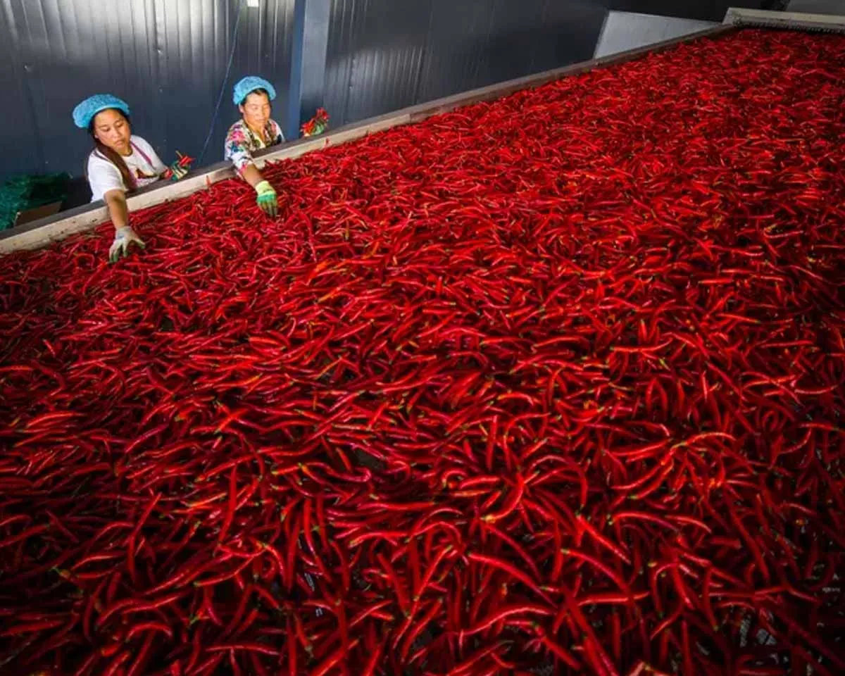 red chilli processing-3