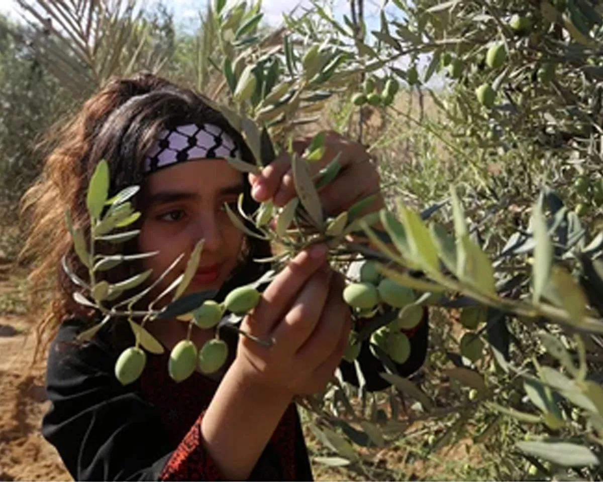 olive seads-3