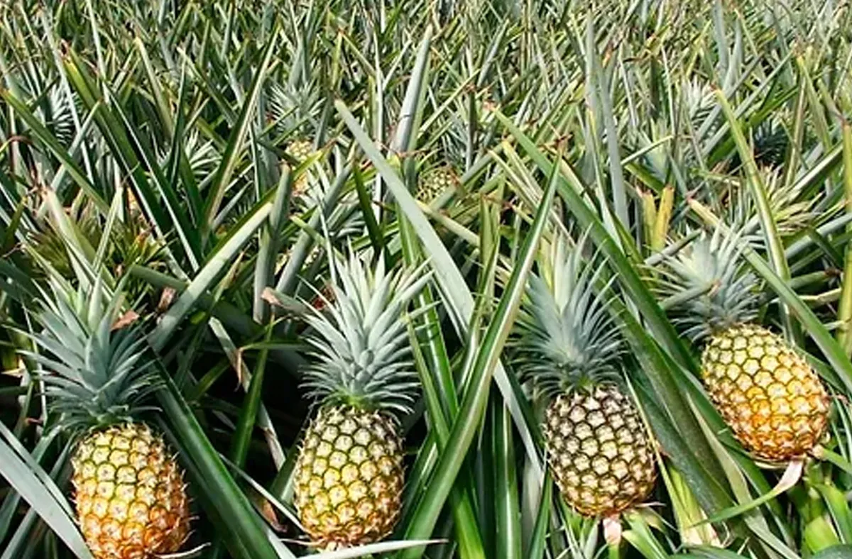 pinapple market-2