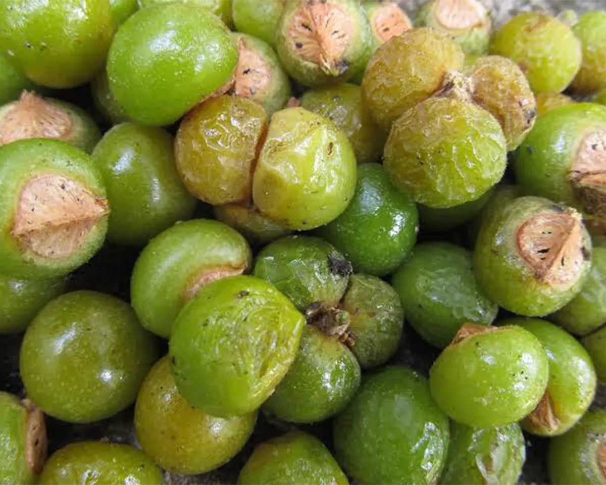 sevumka-2