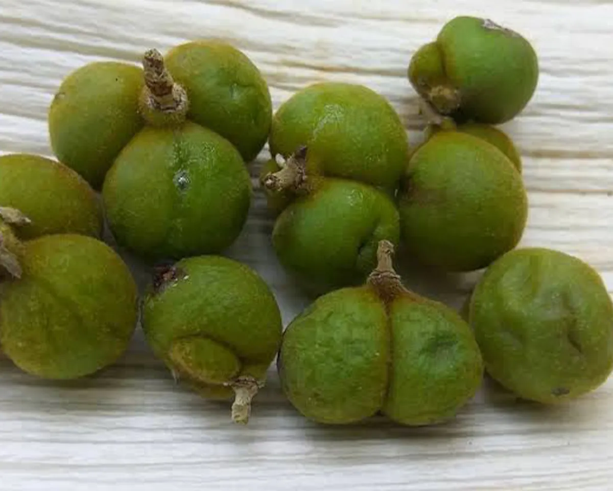 sevumka-4