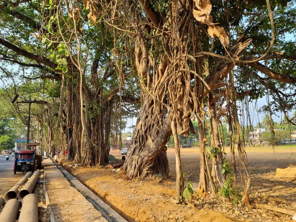perumbavoor tree1