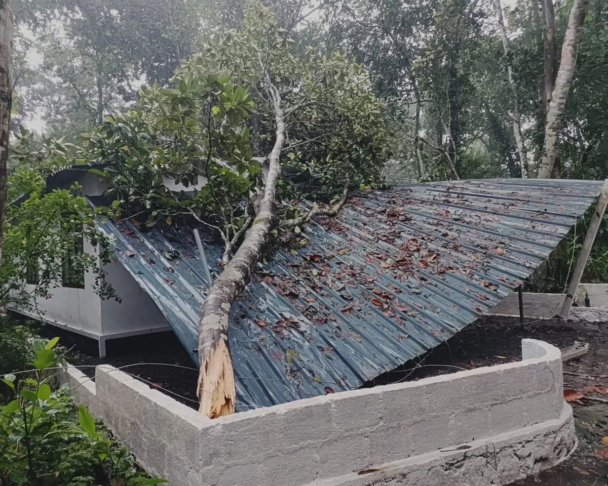 tree fallen on house kottayam