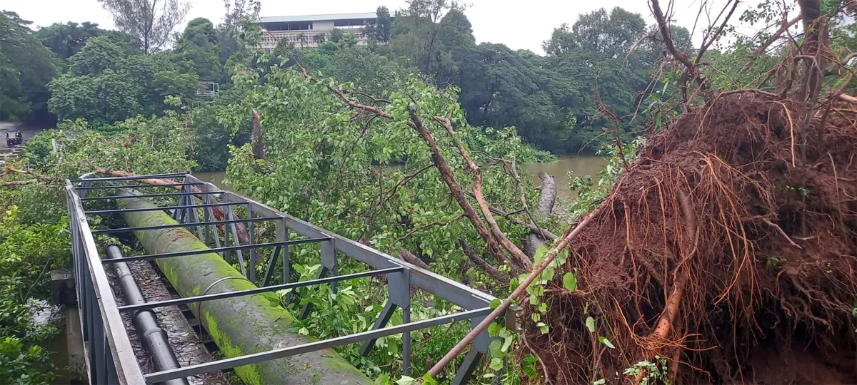 tree fallen on malambuzha