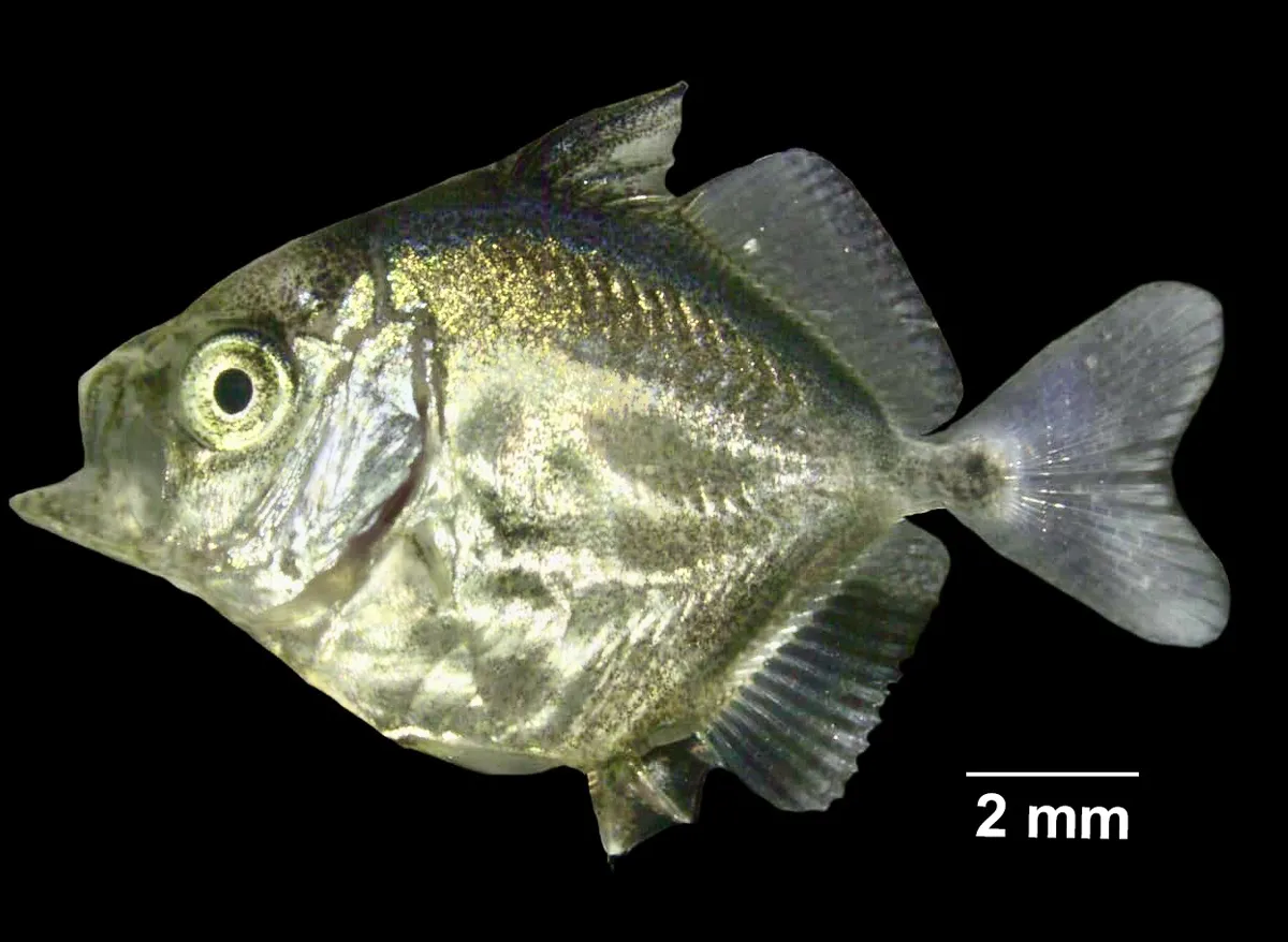vatta fish