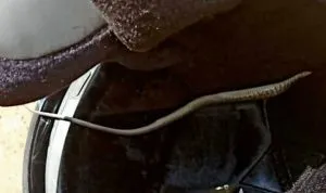 publive-image