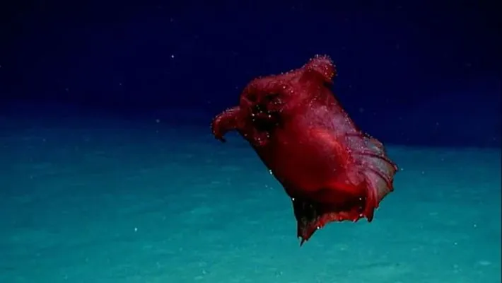 Headless Chicken Monster found in Antarctic Ocean video goes Viral