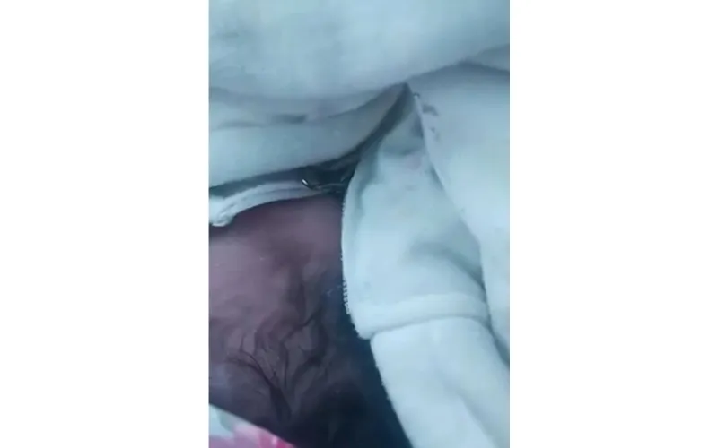 publive-image