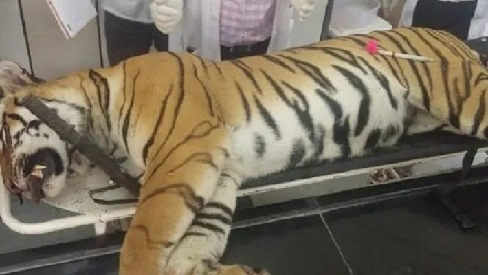 Tigress Avni's post mortem report shows she hadn't eaten for a week